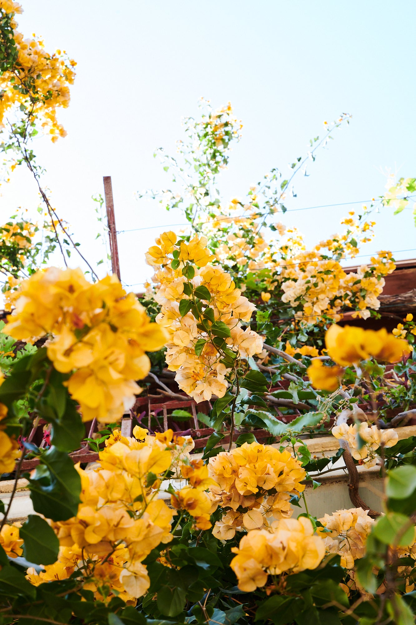 Orange Bougainvillea