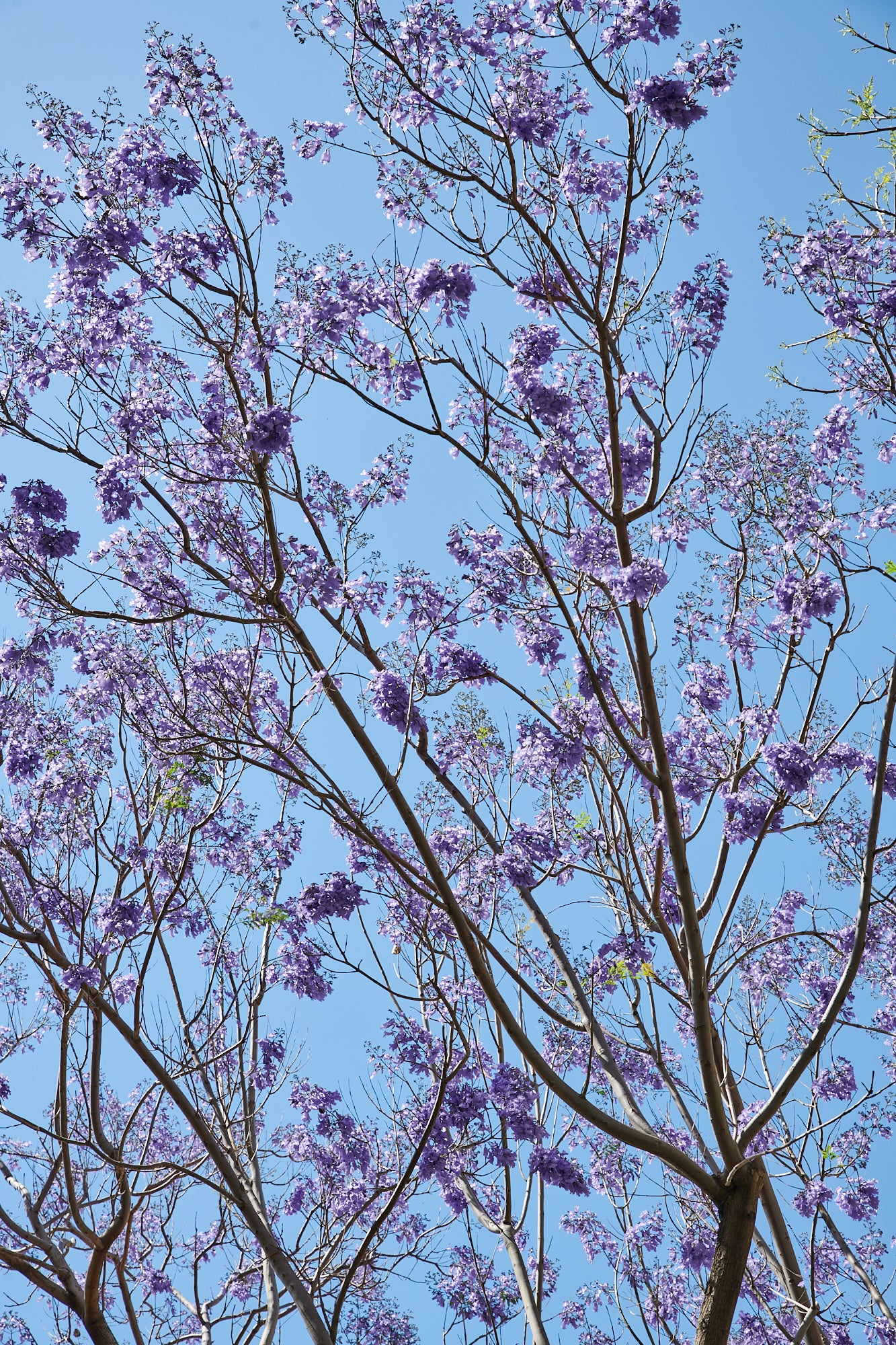 Jacaranda in Tel Aviv