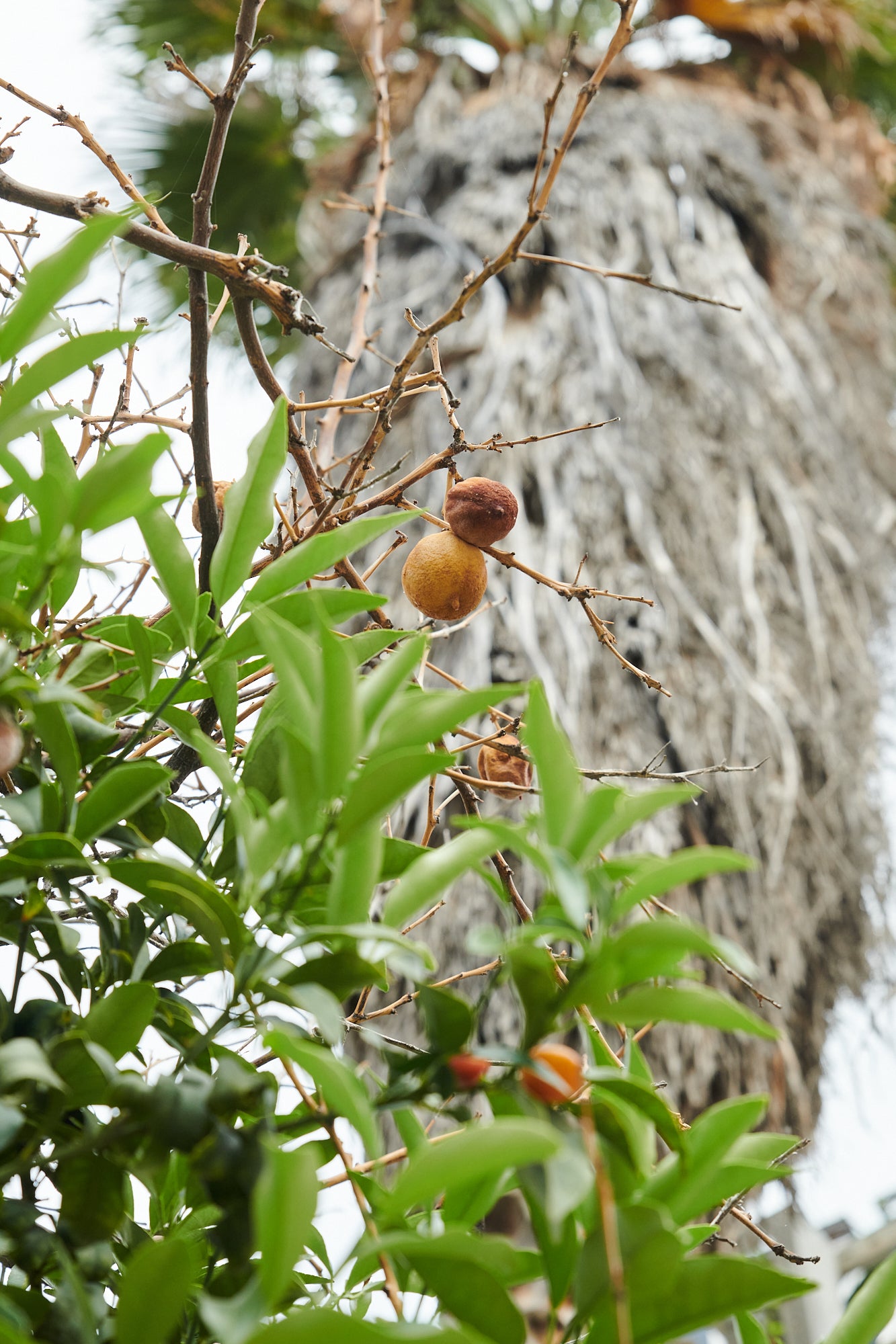 Dry Citrus