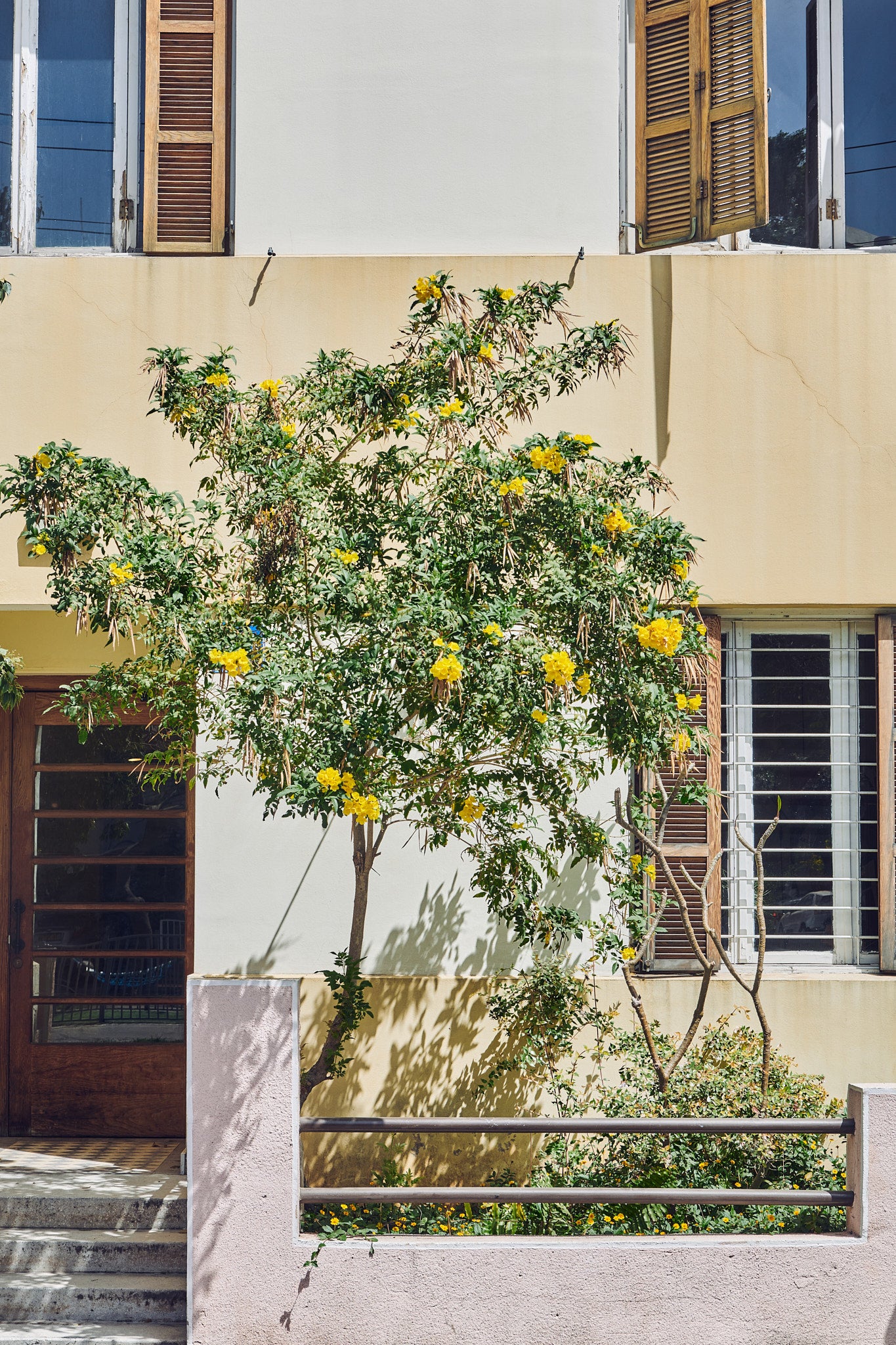 A Tree on Rothschild