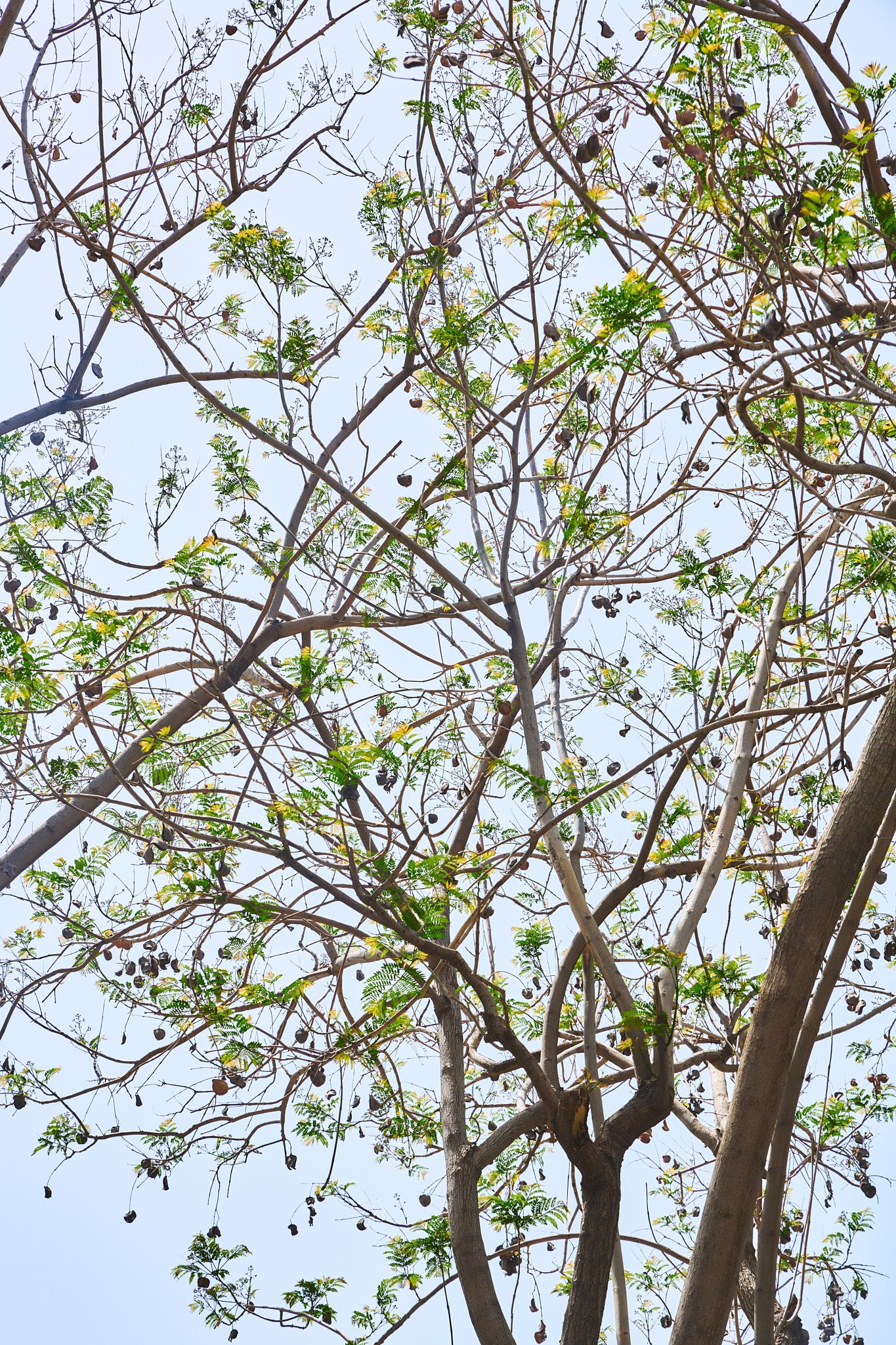 Barzilay Treetop