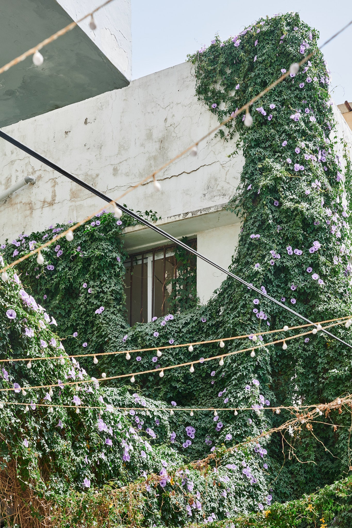 Window Greens