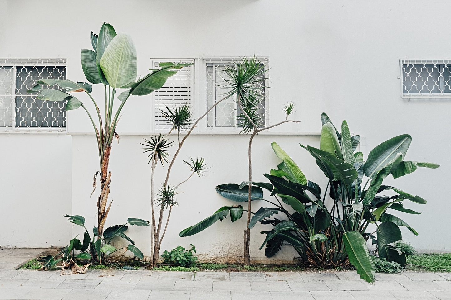 Green Outside the Window