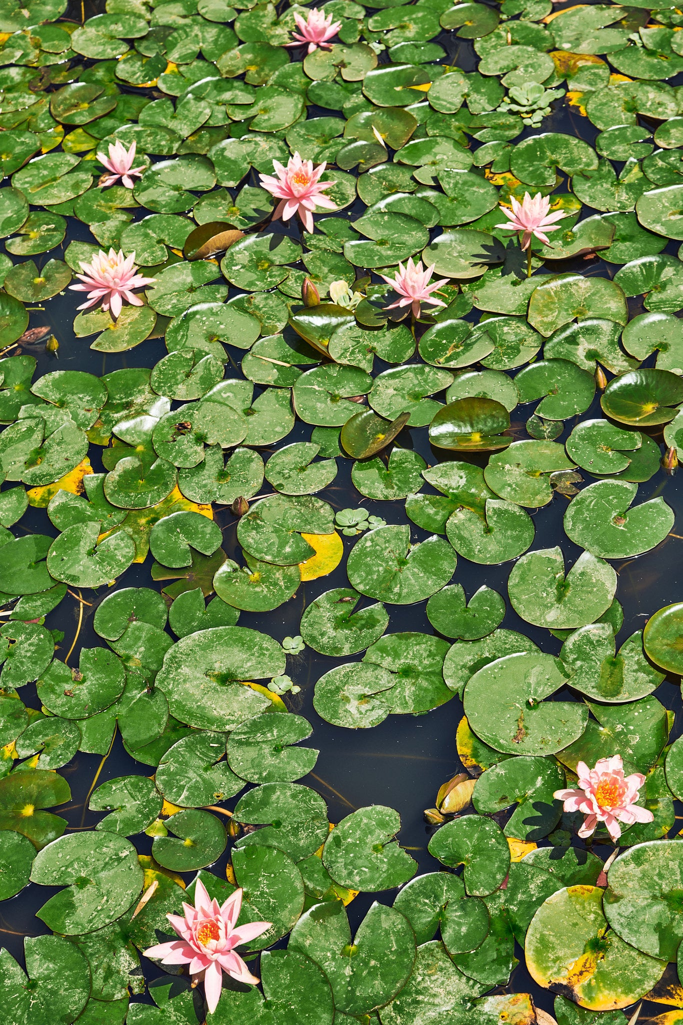 Lilies 2