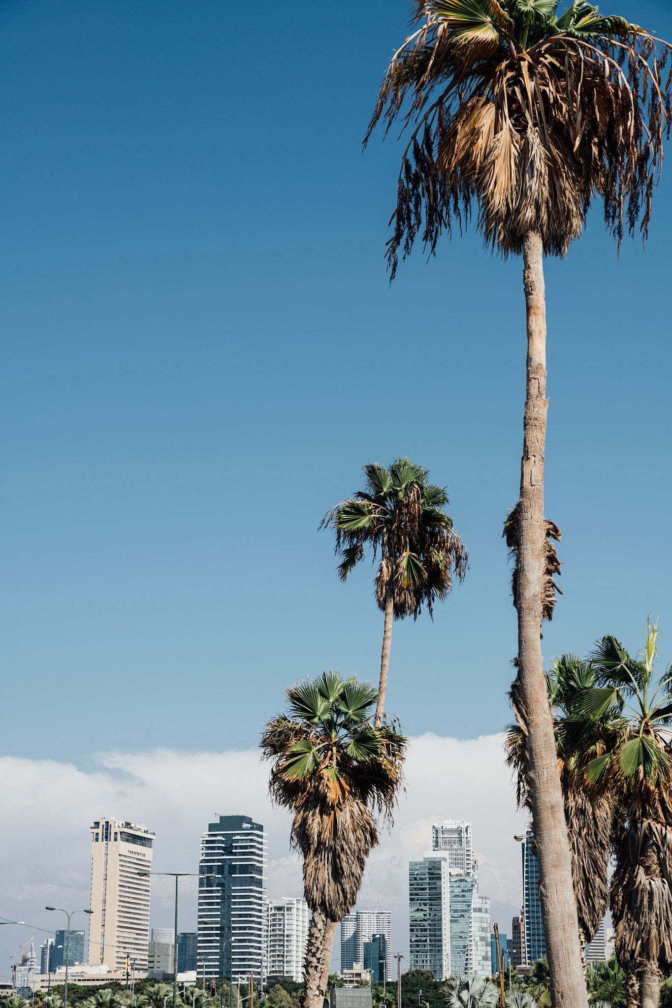 Skyline Trees
