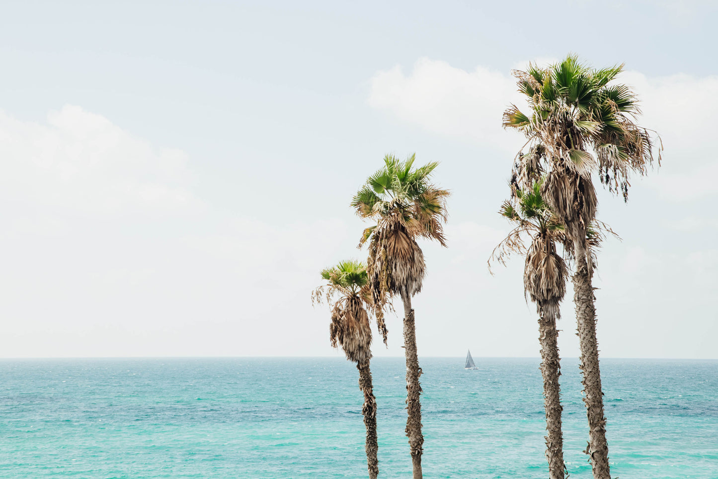 Trees in Jaffa
