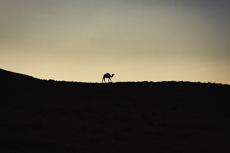 Sunset Camel